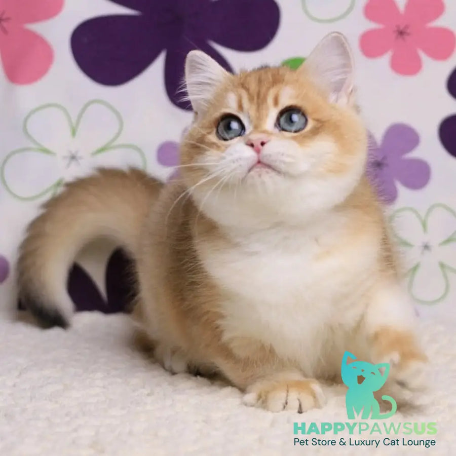 Saharok British Shorthair male black golden chinchilla - live animals