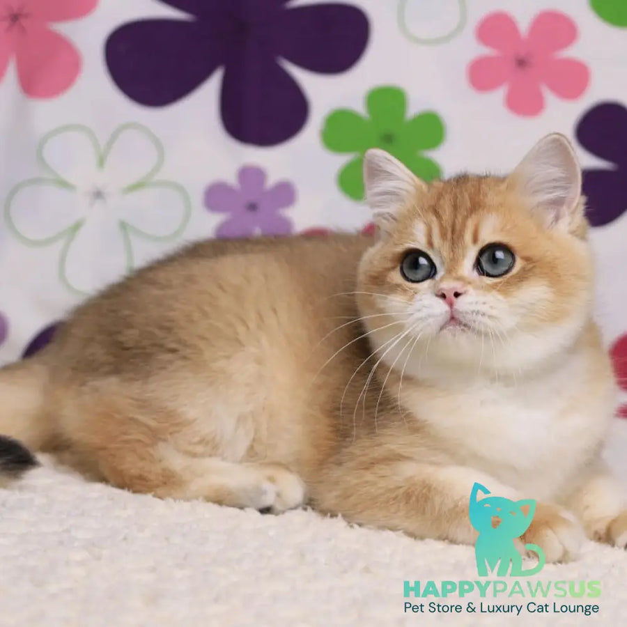 Saharok British Shorthair male black golden chinchilla - live animals
