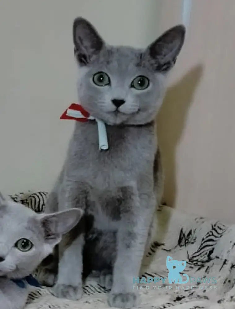 Sahra Russian Blue female blue live animals