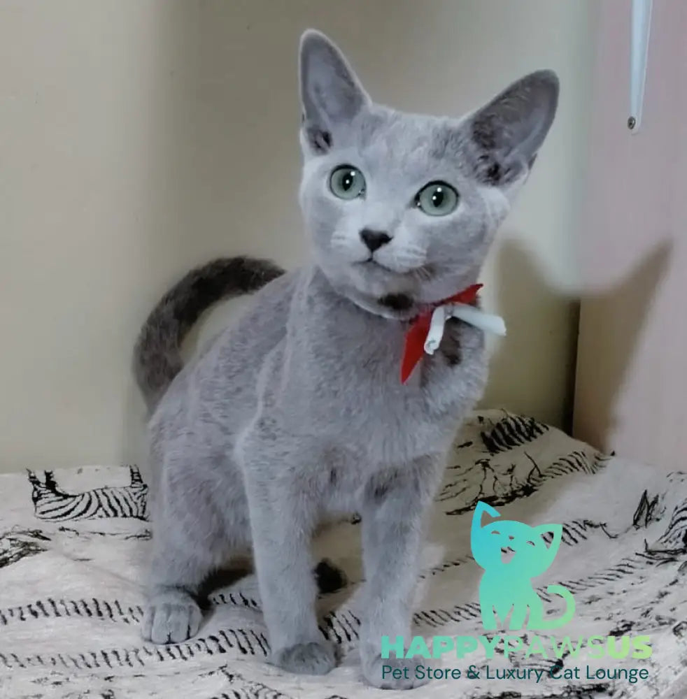 Sahra Russian Blue female blue live animals