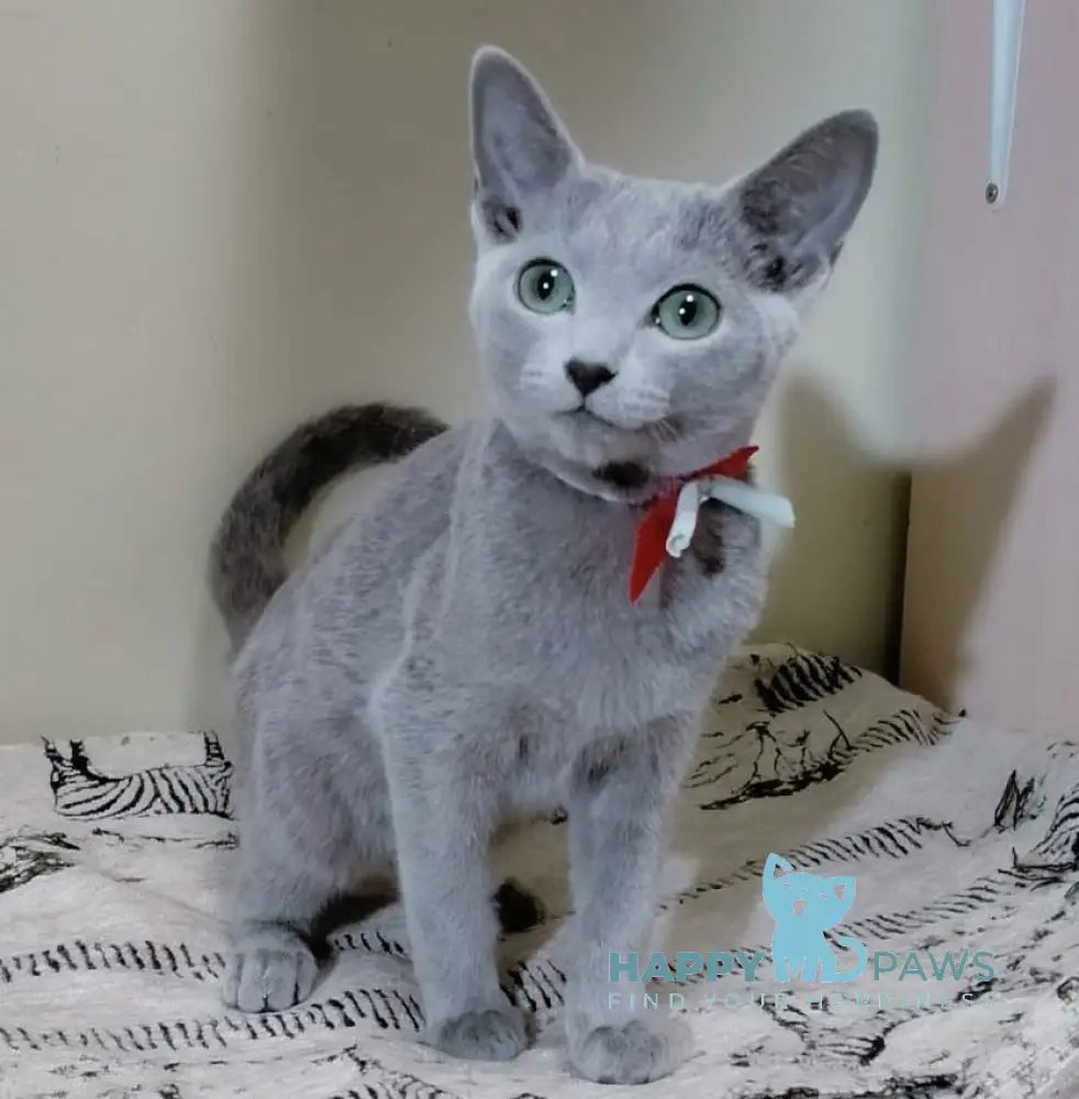 Sahra Russian Blue female blue live animals