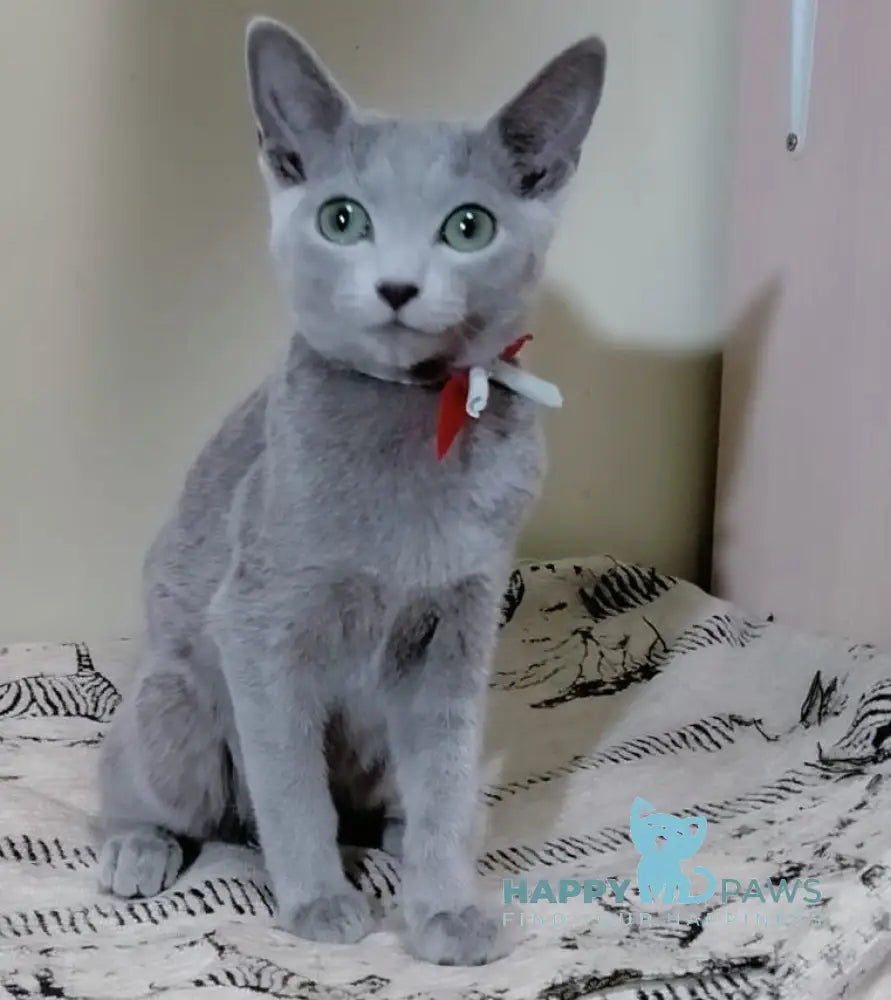 Sahra Russian Blue female blue live animals