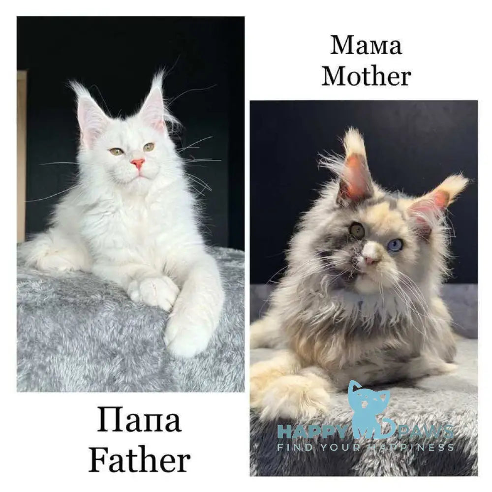 Saigon Maine Coon male blue silver tabby live animals