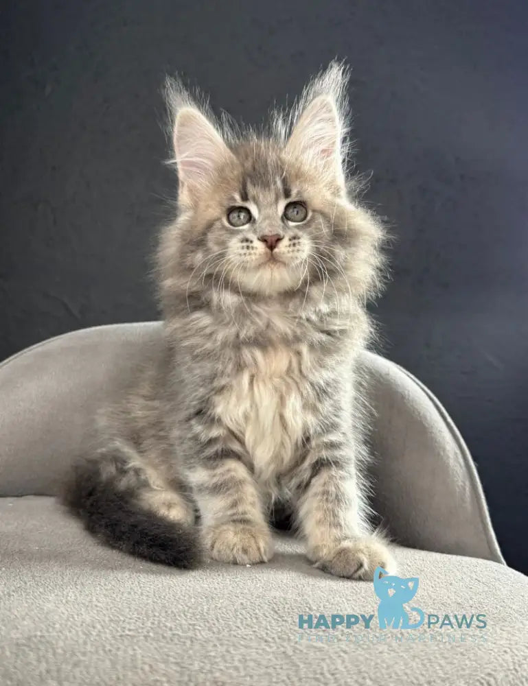 Saigon Maine Coon male blue silver tabby live animals