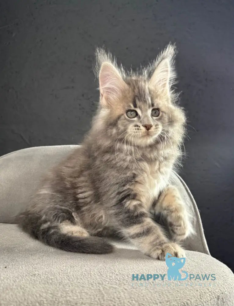 Saigon Maine Coon male blue silver tabby live animals