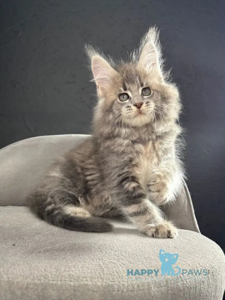 Saigon Maine Coon male blue silver tabby live animals