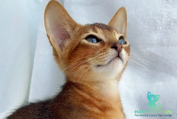 Saimon Abyssinian male ruddy - live animals