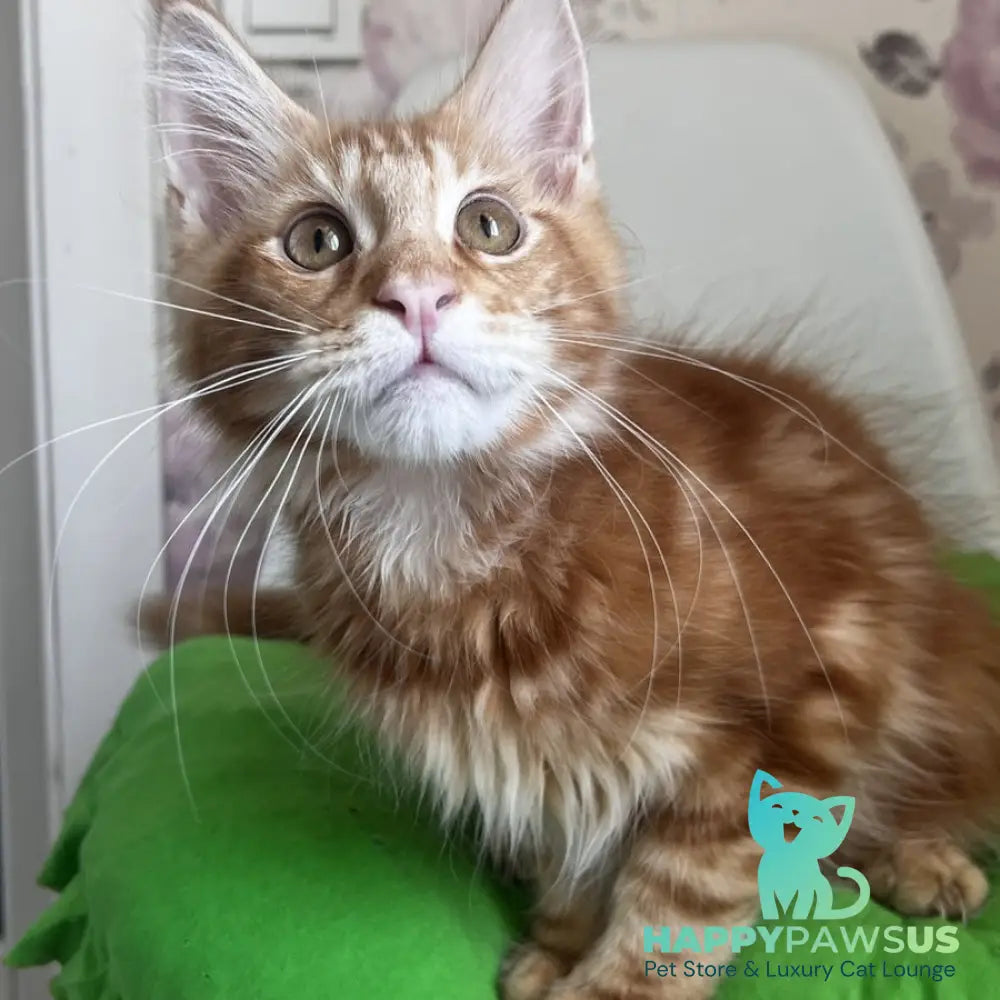 Saimon Maine Coon male red tabby - live animals
