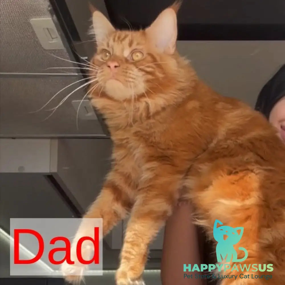 Saimon Maine Coon male red tabby - live animals