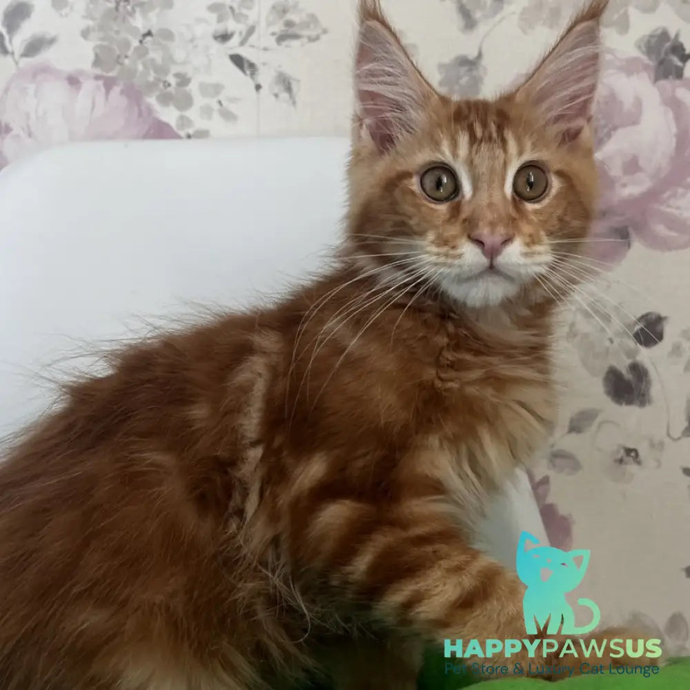 Saimon Maine Coon male red tabby - live animals