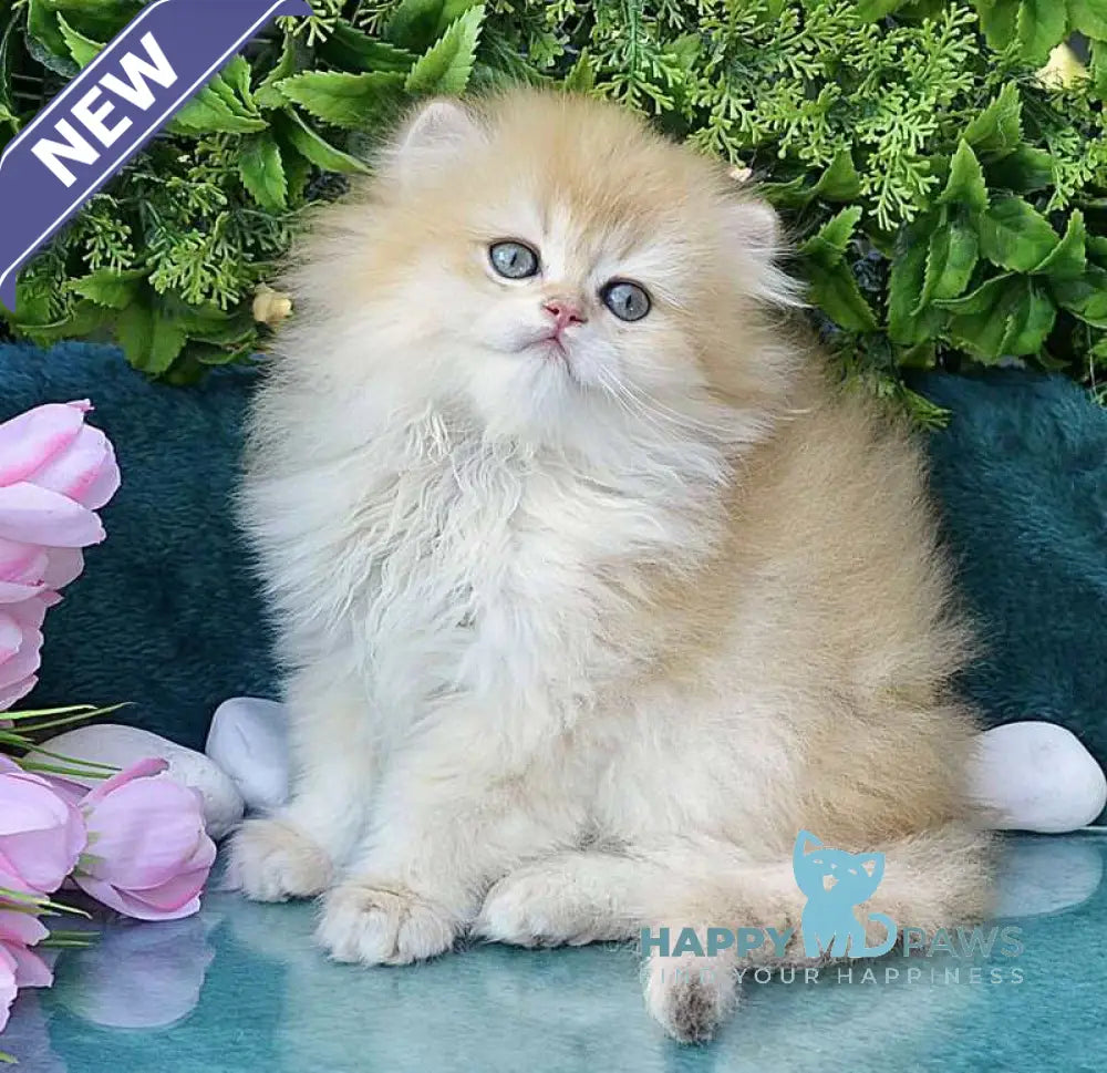 Saisha British Longhair male chocolate golden chinchilla live animals