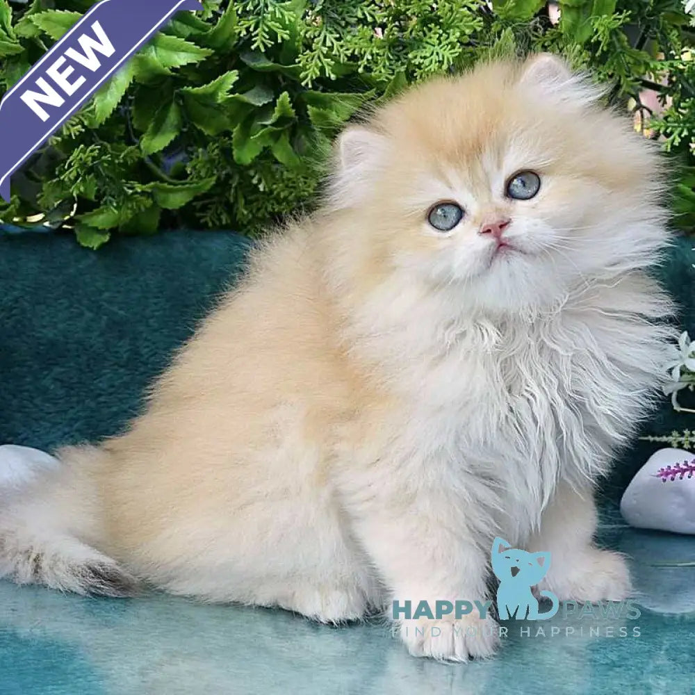 Saisha British Longhair male chocolate golden chinchilla live animals
