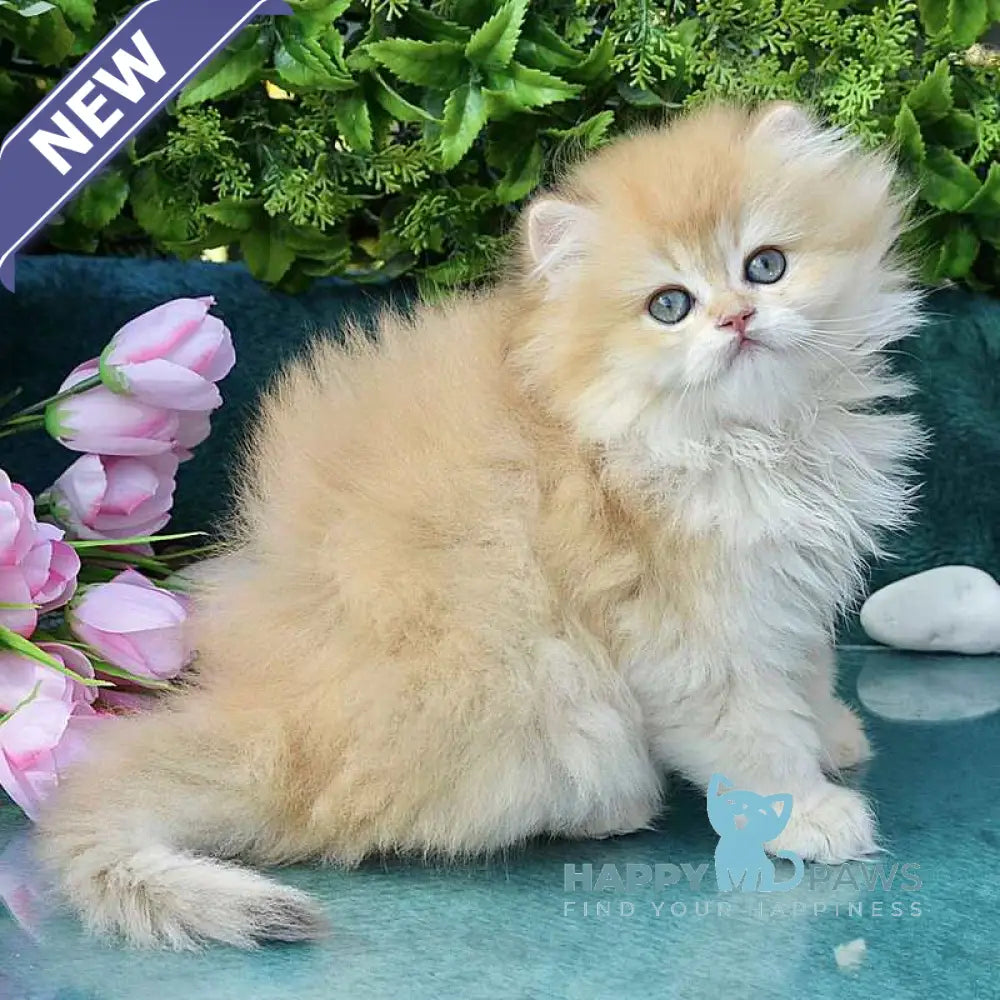 Saisha British Longhair male chocolate golden chinchilla live animals