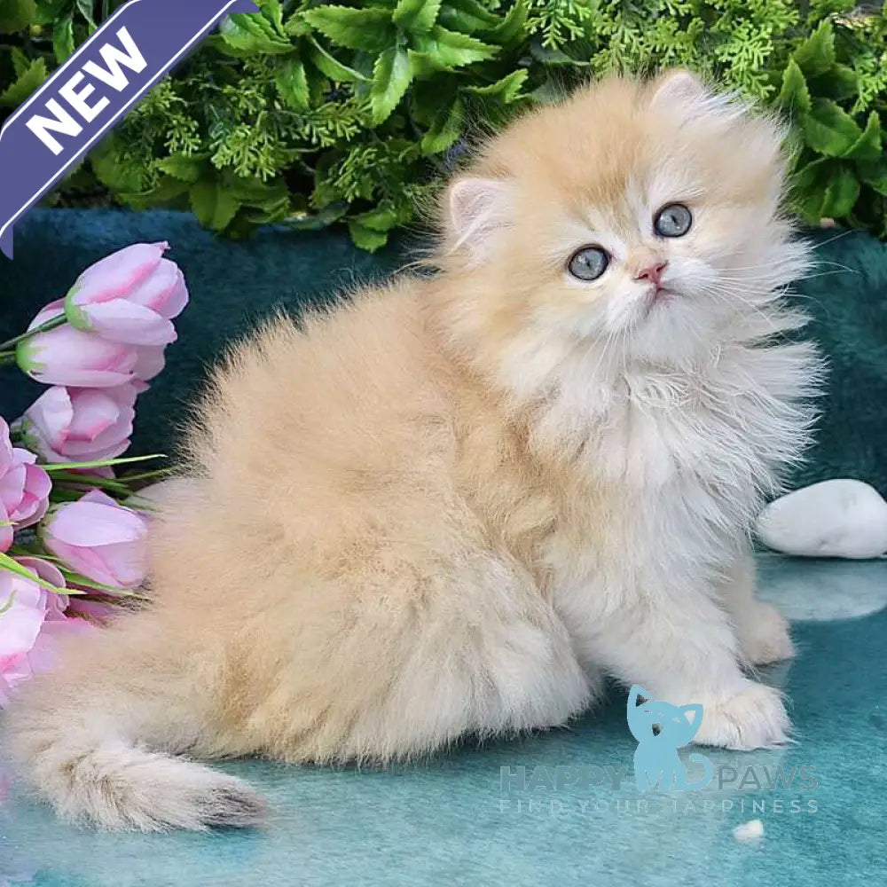 Saisha British Longhair male chocolate golden chinchilla live animals