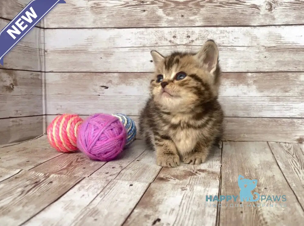 Sakura British Shorthair female black silver tabby live animals