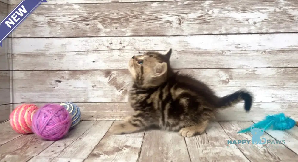Sakura British Shorthair female black silver tabby live animals