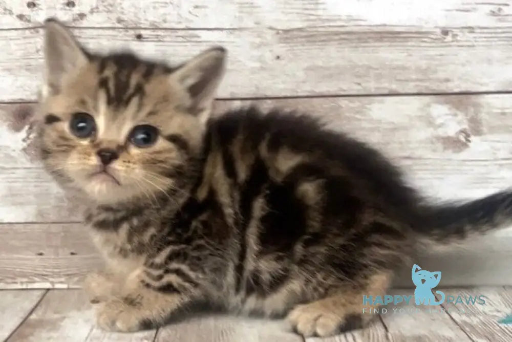 Sakura British Shorthair female black silver tabby live animals