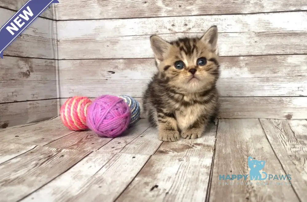 Sakura British Shorthair female black silver tabby live animals
