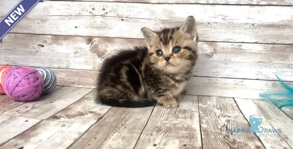 Sakura British Shorthair female black silver tabby live animals