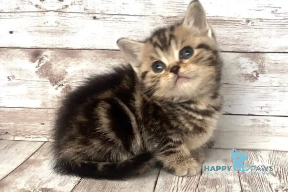 Sakura British Shorthair female black silver tabby live animals