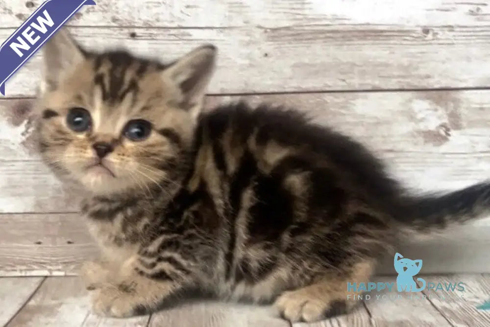 Sakura British Shorthair female black silver tabby live animals