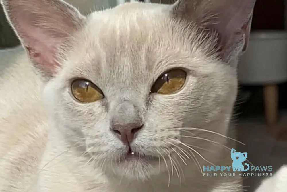 Sakura Burmese female lilac - live animals