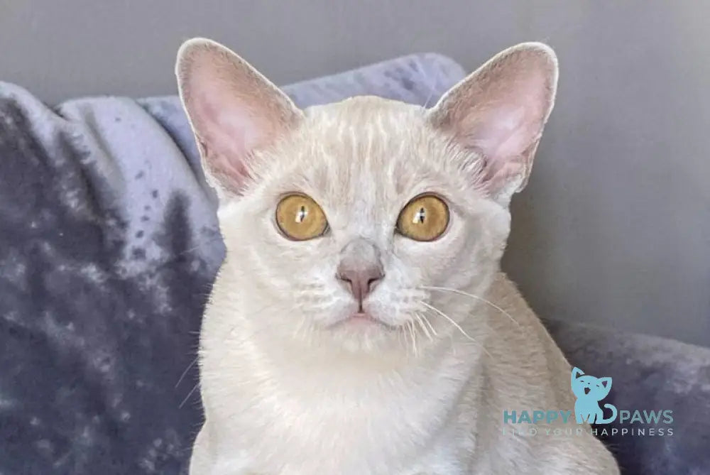 Sakura Burmese female lilac - live animals