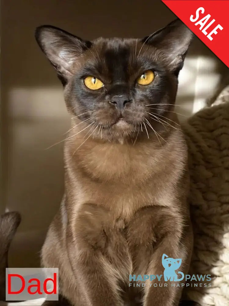 Sakura Burmese female lilac - live animals