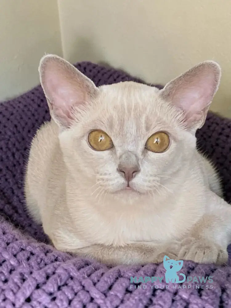 Sakura Burmese female lilac - live animals