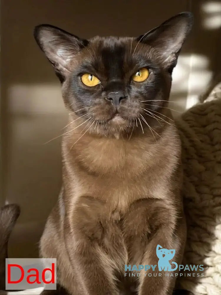 Sakura Burmese female lilac - live animals