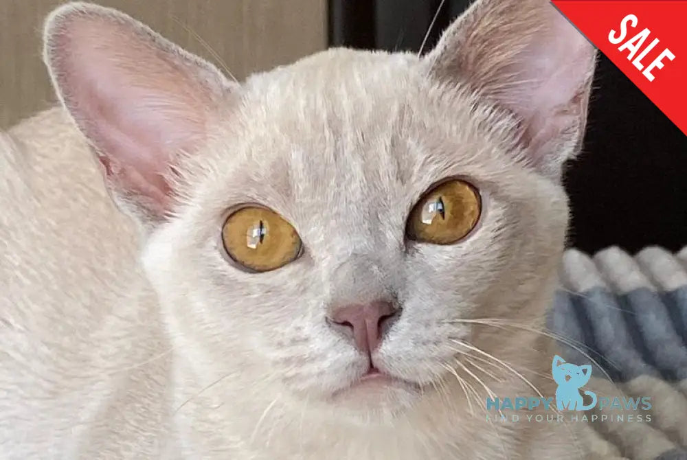 Sakura Burmese female lilac - live animals