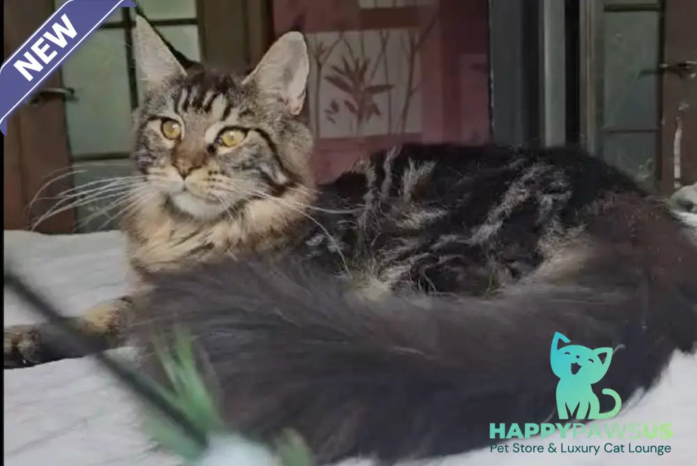 Sakura Maine Coon female black tabby