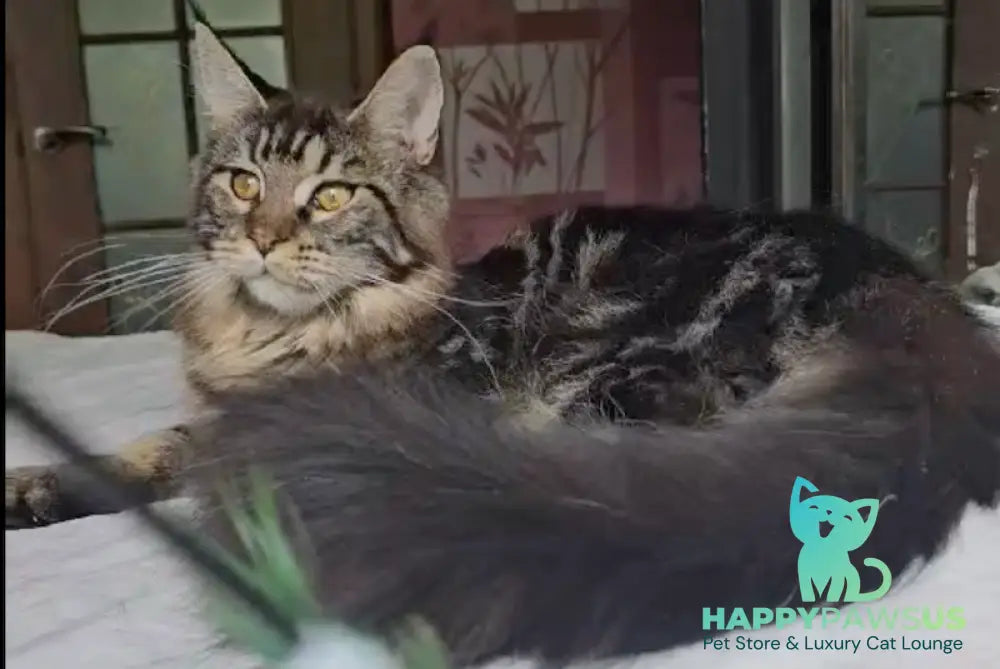 Sakura Maine Coon female black tabby