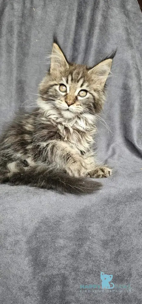 Sakura Maine Coon female black tabby live animals