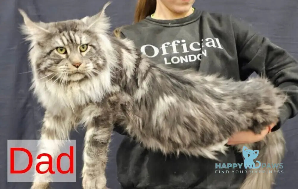 Sakura Maine Coon female black tabby live animals