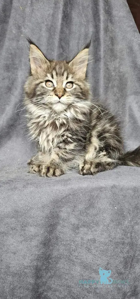 Sakura Maine Coon female black tabby live animals