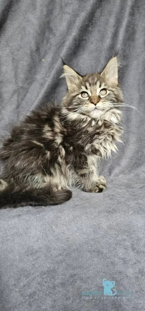 Sakura Maine Coon female black tabby live animals