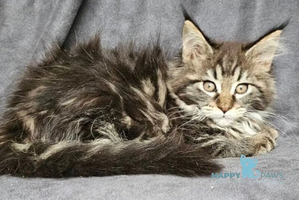 Sakura Maine Coon female black tabby live animals
