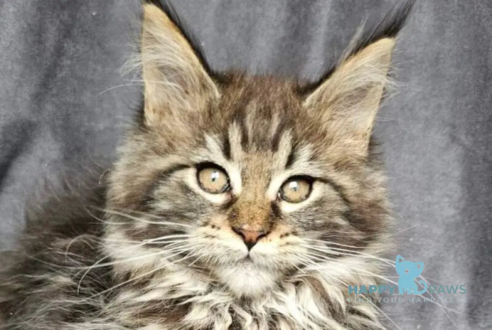 Sakura Maine Coon female black tabby live animals