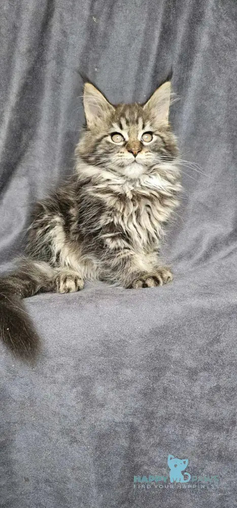 Sakura Maine Coon female black tabby live animals
