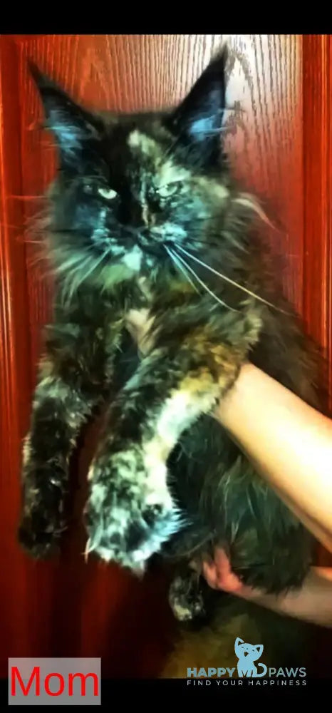 Sakura Maine Coon female black tabby live animals