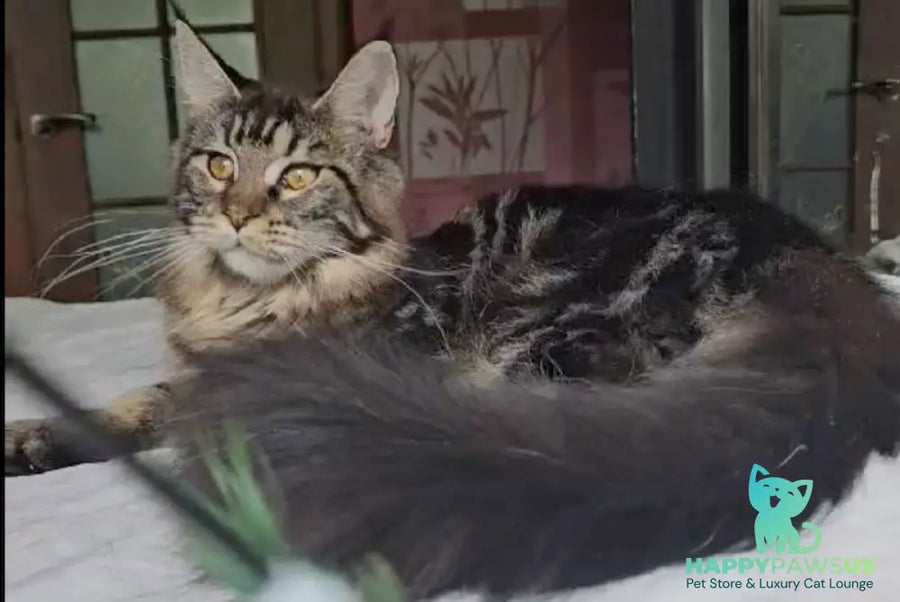 Sakura Maine Coon female black tabby