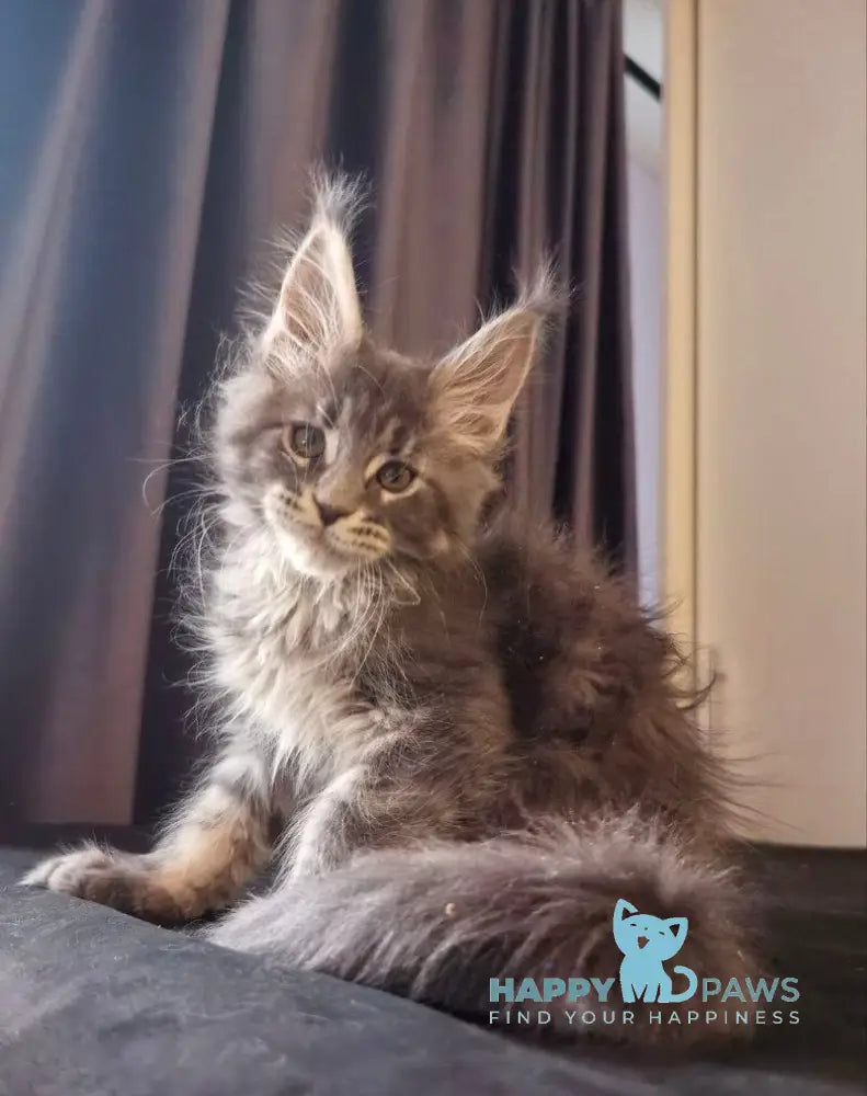 Sakura Maine Coon female blue tabby live animals