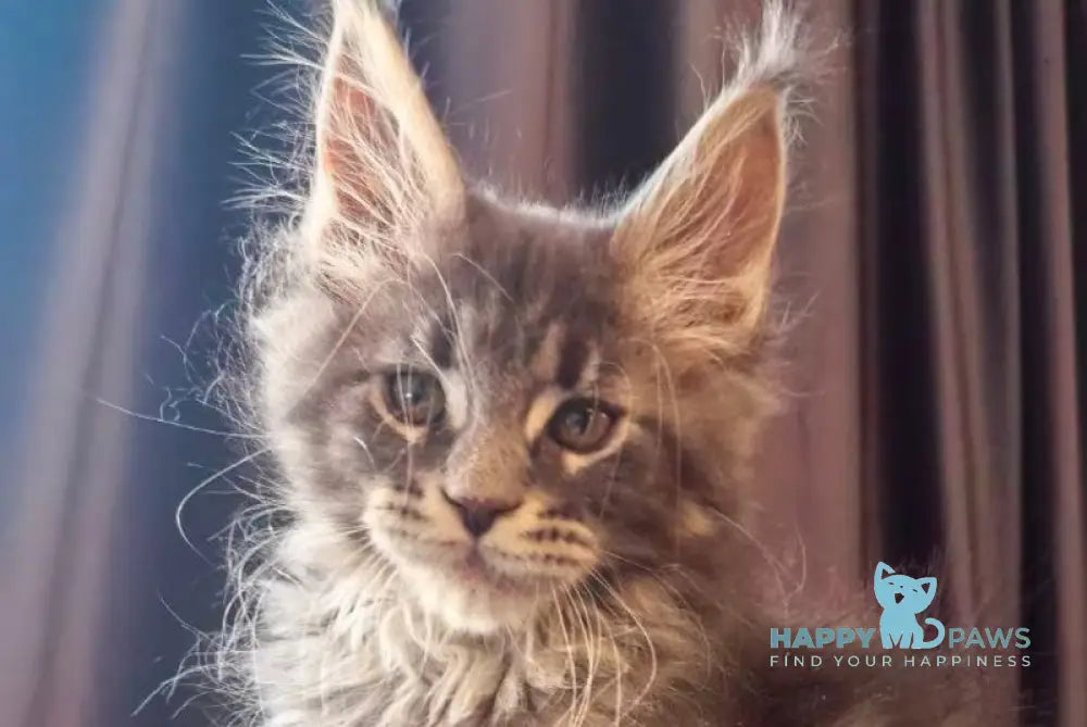 Sakura Maine Coon female blue tabby live animals