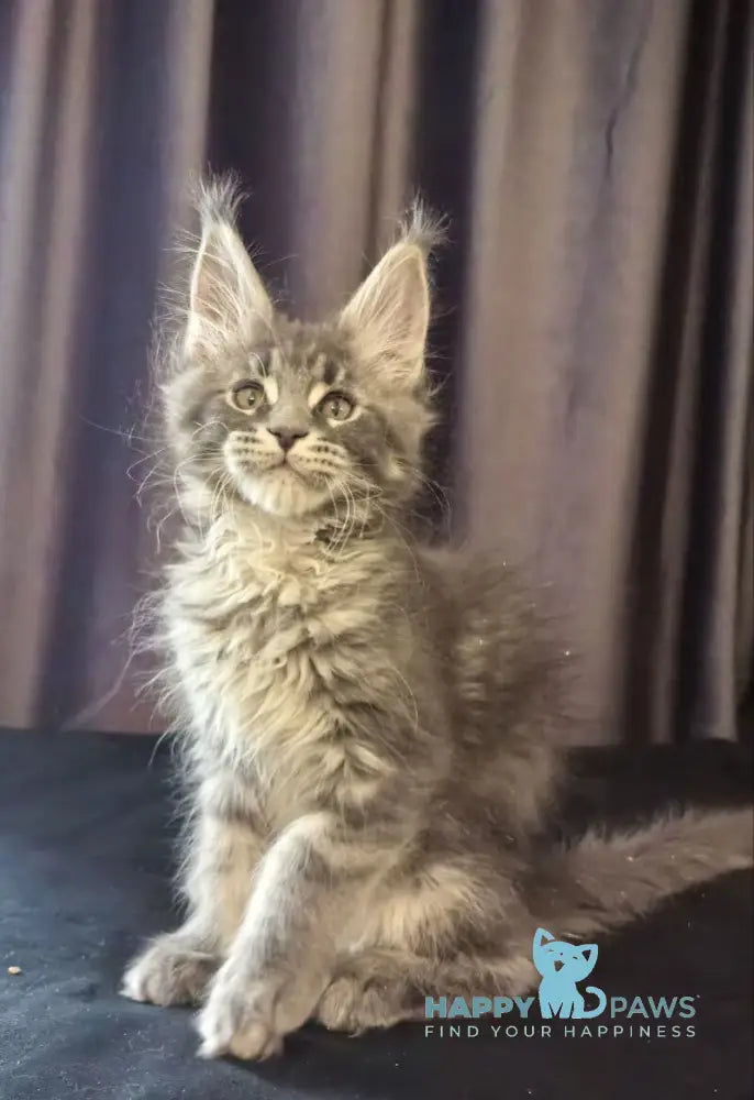 Sakura Maine Coon female blue tabby live animals
