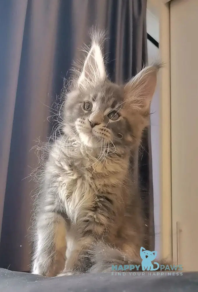 Sakura Maine Coon female blue tabby live animals