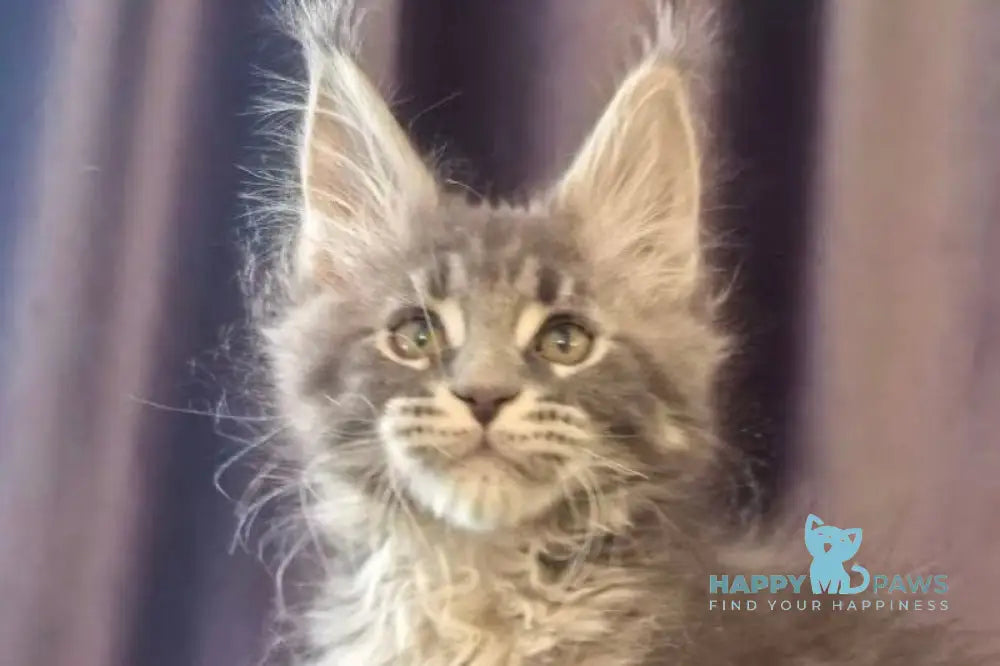 Sakura Maine Coon female blue tabby live animals