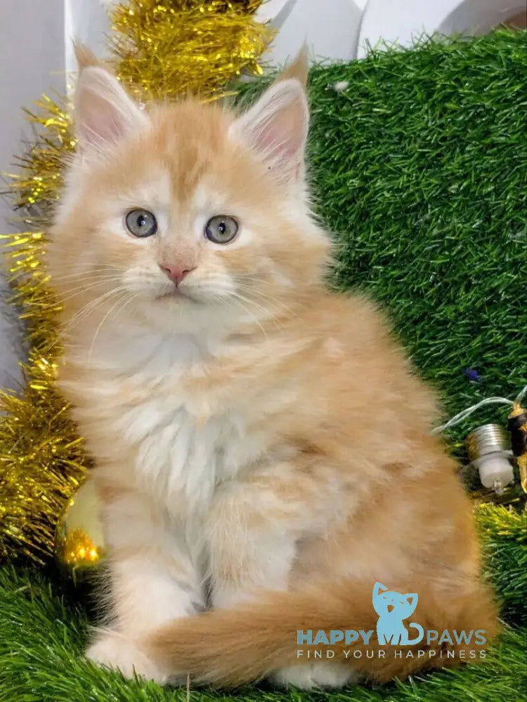 Sakura Maine Coon female red silver tabby live animals