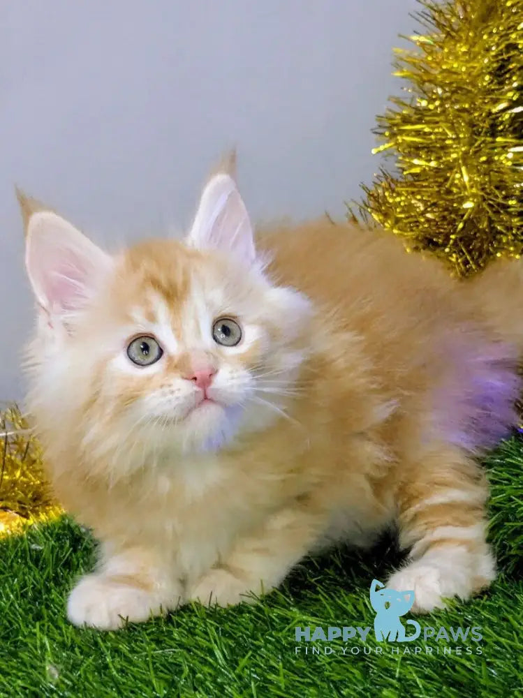 Sakura Maine Coon female red silver tabby live animals