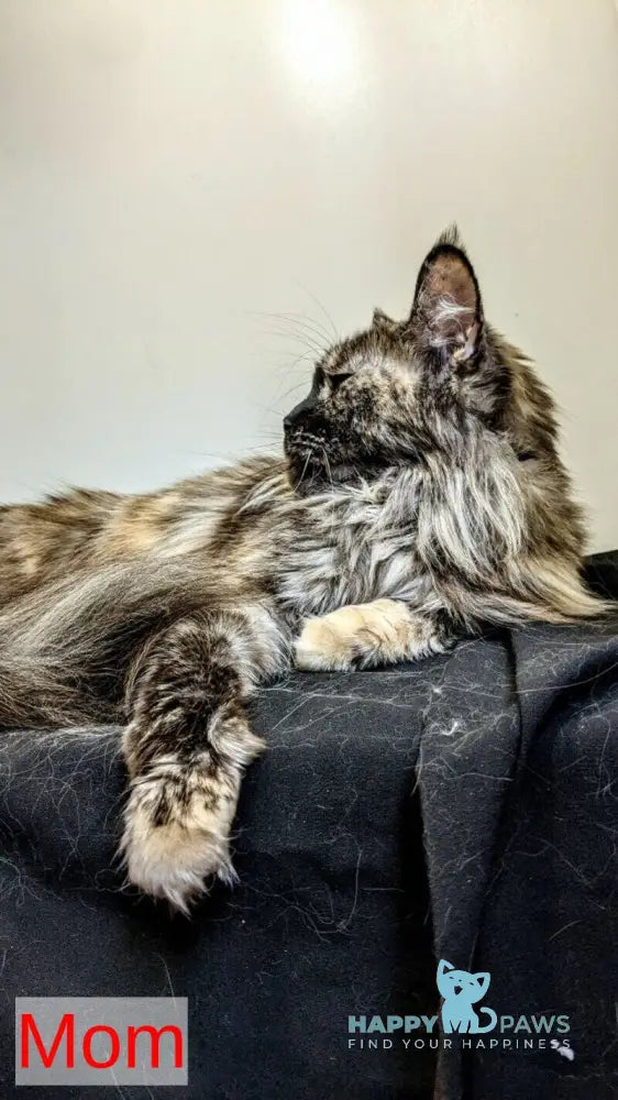 Sakura Maine Coon female red silver tabby live animals